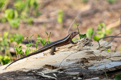 Western Girdled Lizard