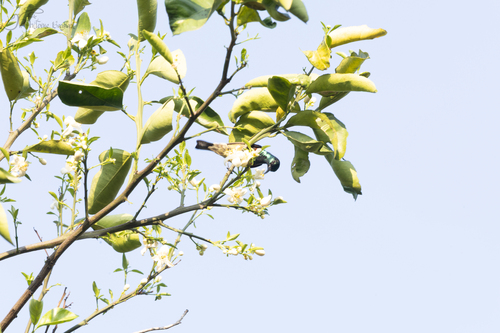 Souimanga Sunbird