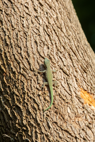 Abbott's Day Gecko