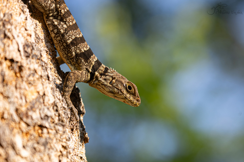 Cuvier's Madagascar Swift