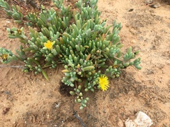 Malephora latipetala