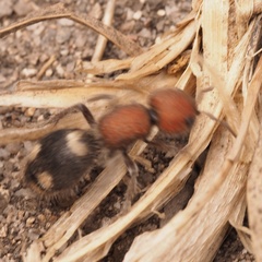 Mutilla quinquemaculata