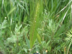 Hordeum murinum leporinum