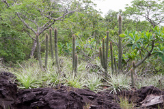Cleistocactus samaipatanus