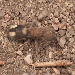 Mutilla quinquemaculata