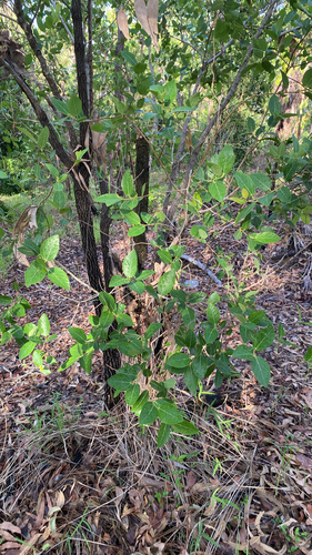 Ficus aculeata (Ficus aculeata)