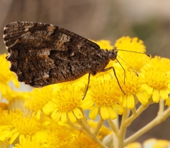 Hipparchia aristaeus