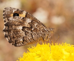 Hipparchia aristaeus