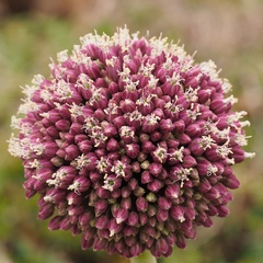 Allium commutatum