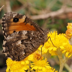Hipparchia aristaeus