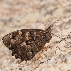 Hipparchia aristaeus