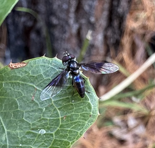Unknown species found near Wekiwa Springs State Park, Apopka, FL, US