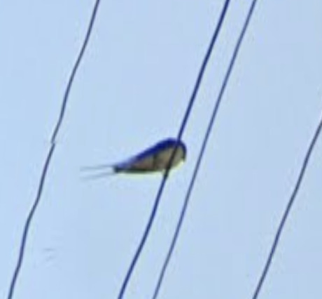 Barn Swallow