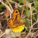 Corsican Wall Brown - Photo (c) Jakob Fahr, some rights reserved (CC BY-NC), uploaded by Jakob Fahr