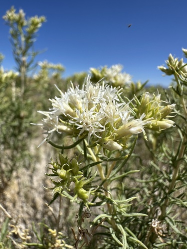 white-flowered rabbitbrush (Ericameria albida)