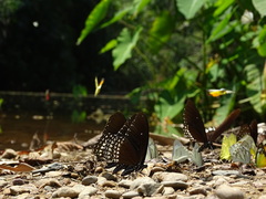 Papilio castor