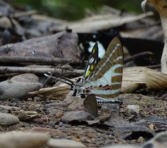 Graphium aristeus