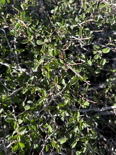 Martin's Ceanothus (Ceanothus martini)