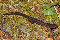 Plethodon elongatus