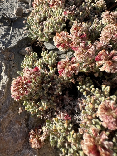 Eriogonum holmgrenii