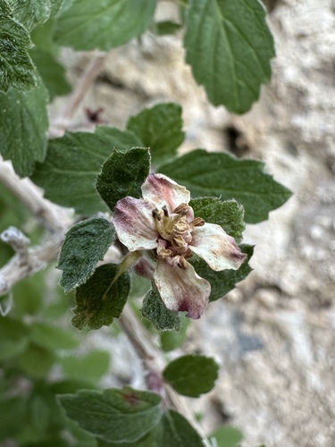fourpetal cliffbush (Jamesia tetrapetala)