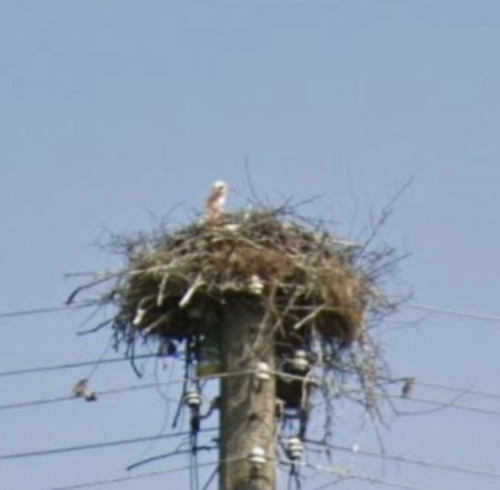 White Stork