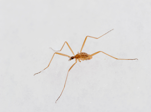 Unknown species found near Tompkins County, NY, USA