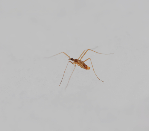 Unknown species found near Tompkins County, NY, USA