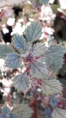 Forsskaolea tenacissima