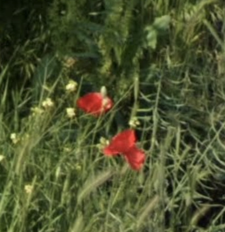 common poppy