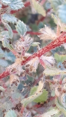 Forsskaolea tenacissima