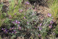 Astragalus temirensis