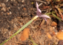 Dianthus thunbergii