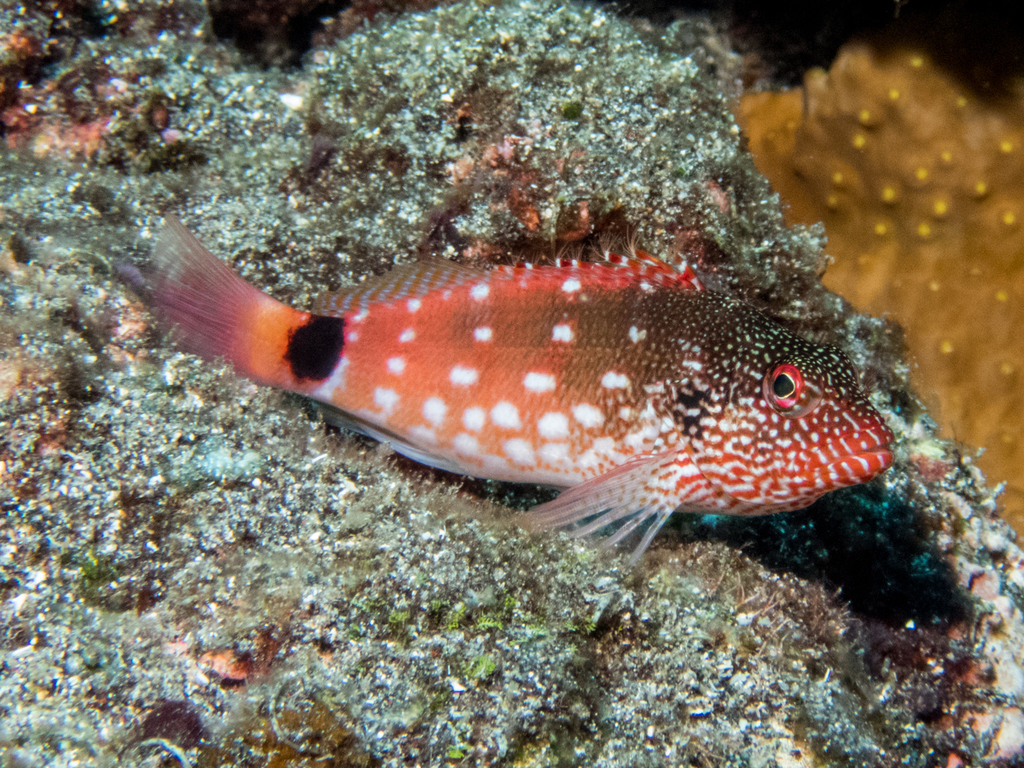 Hubbard's hawkfish (Cirrhitops hubbardi) — Cirrhitidae