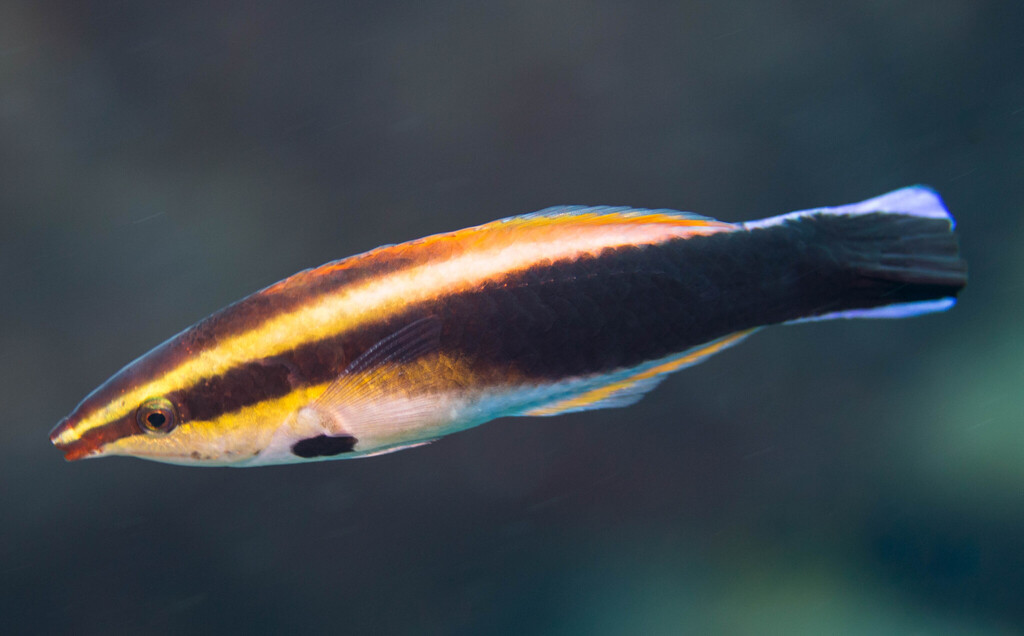 Zwartstip-poetslipvis (Labroides pectoralis) — Labridae
