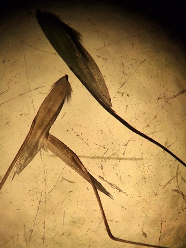 Amphibromus neesii, 2025-12-11