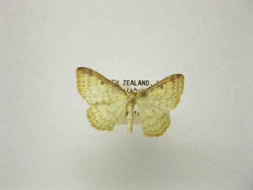 Lacebark Looper photo 4
