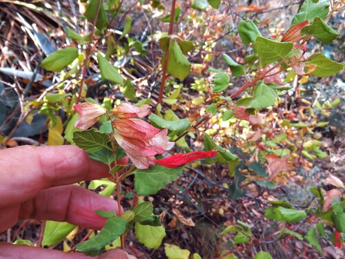 Mountain Sage (Salvia regla)
