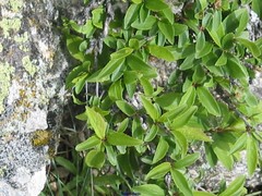 Rhamnus saxatilis