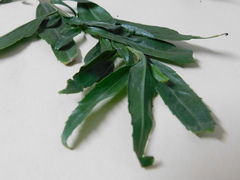 Baccharis salicifolia