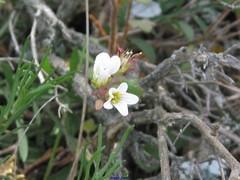 Saxifraga granulata