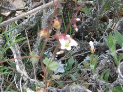 Saxifraga granulata