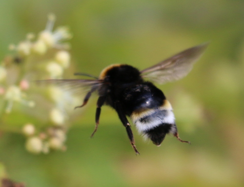 Vestal Cuckoo Bumble bee, photo 4 of 7