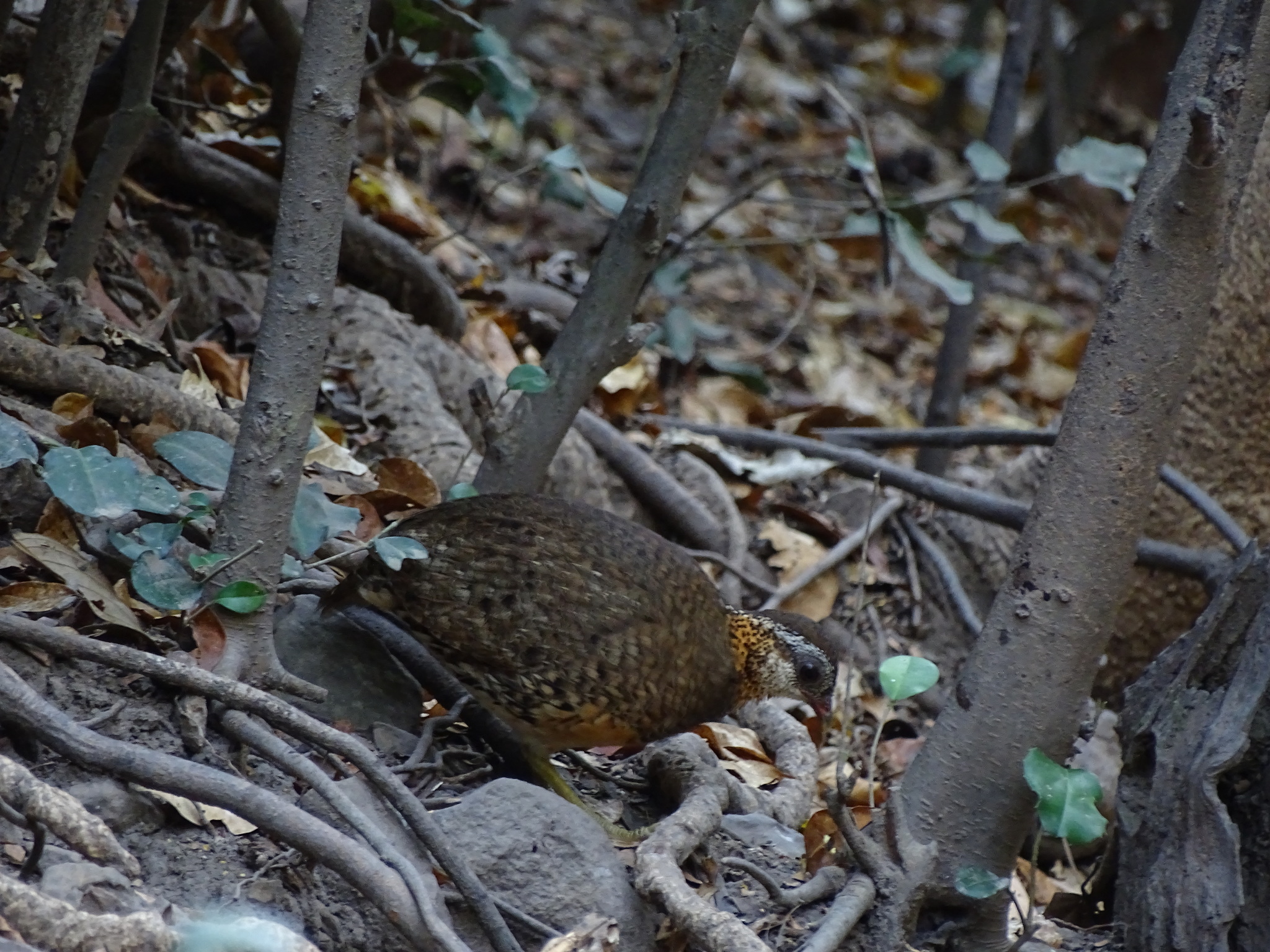 Green-legged Partridge