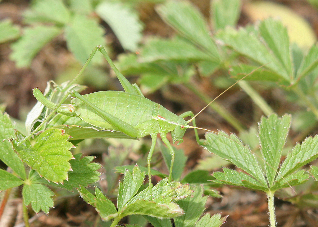 Krauss's Plump Bush-cricket