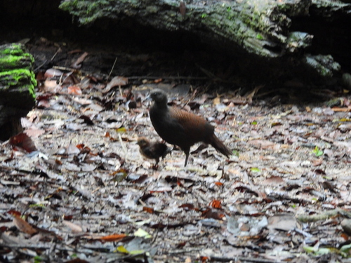 Mountain Peacock-Pheasant (Polyplectron inopinatum), photo 2