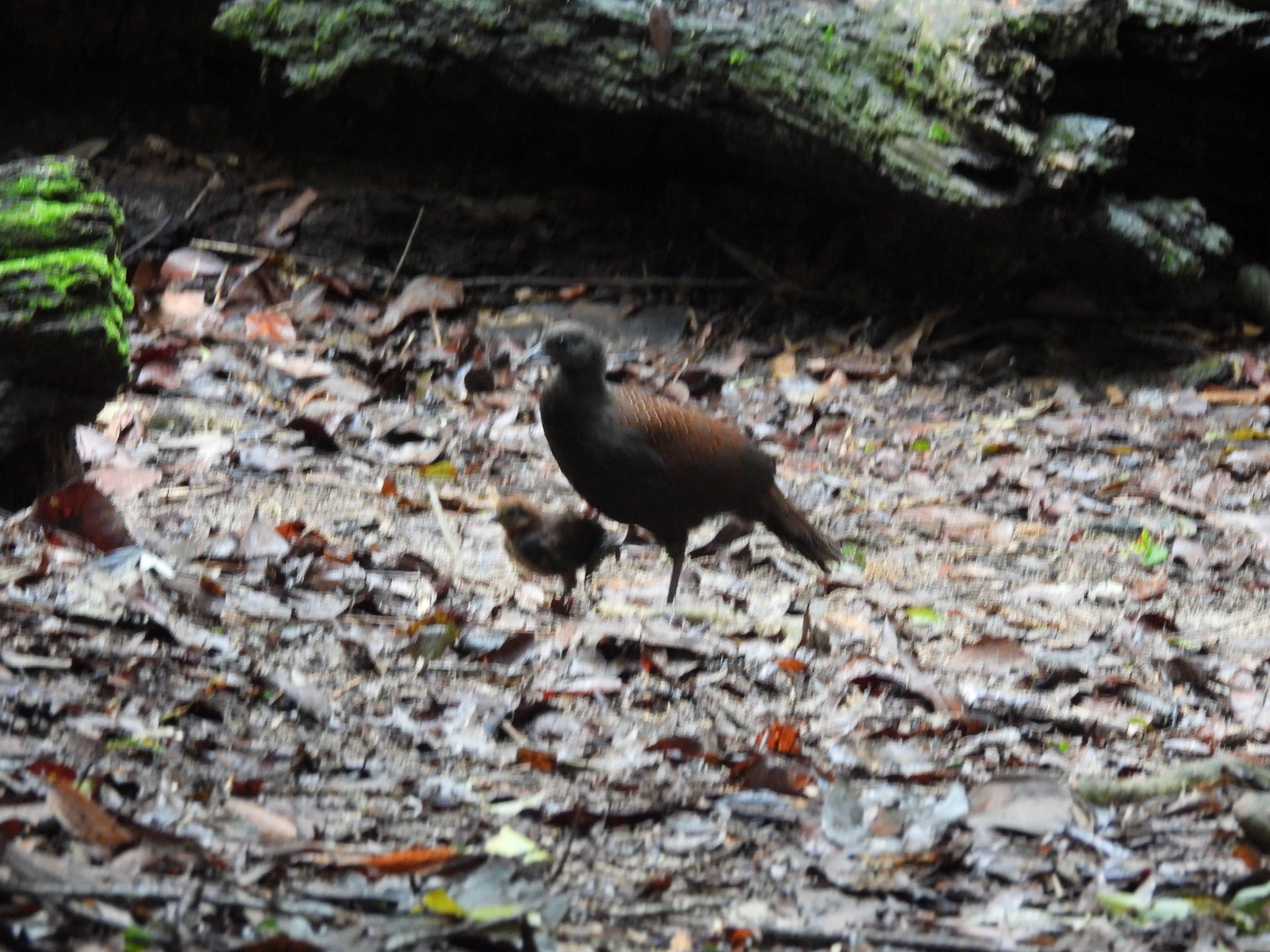 Mountain Peacock-Pheasant (Polyplectron inopinatum), photo 2