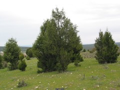 Juniperus thurifera