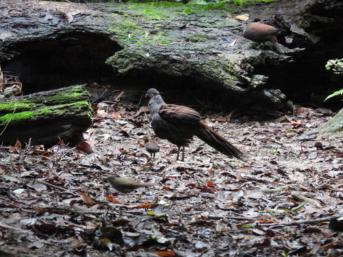 Mountain Peacock-Pheasant (Polyplectron inopinatum), photo 10