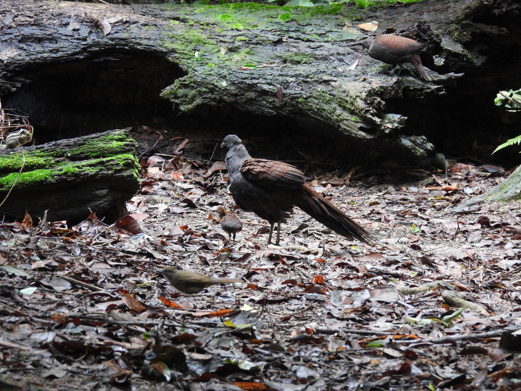 Mountain Peacock-Pheasant (Polyplectron inopinatum), photo 3